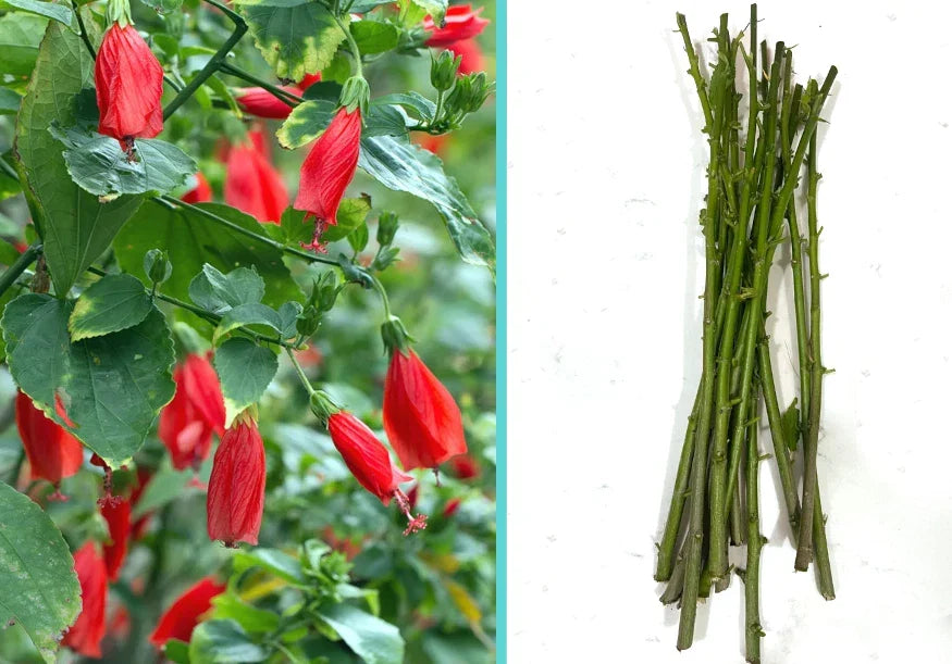 Giant Mexican Fire Cracker Sleepy Hibiscus Cuttings - 8 Unrooted Malvaviscus arboreus Garden Plant