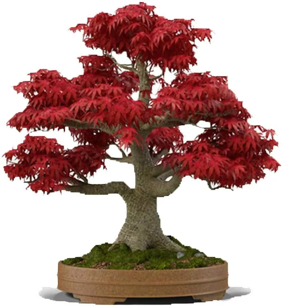 Red Japanese Maple Bonsai Seeds 20 Pack, Acer palmatum, Ornamental Dwarf Plant for Indoor/Outdoor Garden Use