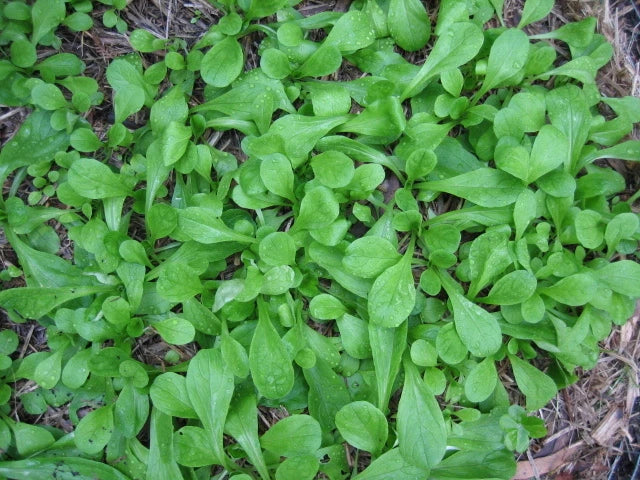 French Corn Salad Seeds - 500+ Valerianella locusta Herb Seeds for Salad, Garnish & Greens