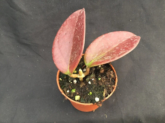 Hoya Penny's Treat MB 1405B Hybrid Indoor Plant in 2.5" Pot, Variegated Foliage, Trailing Houseplant