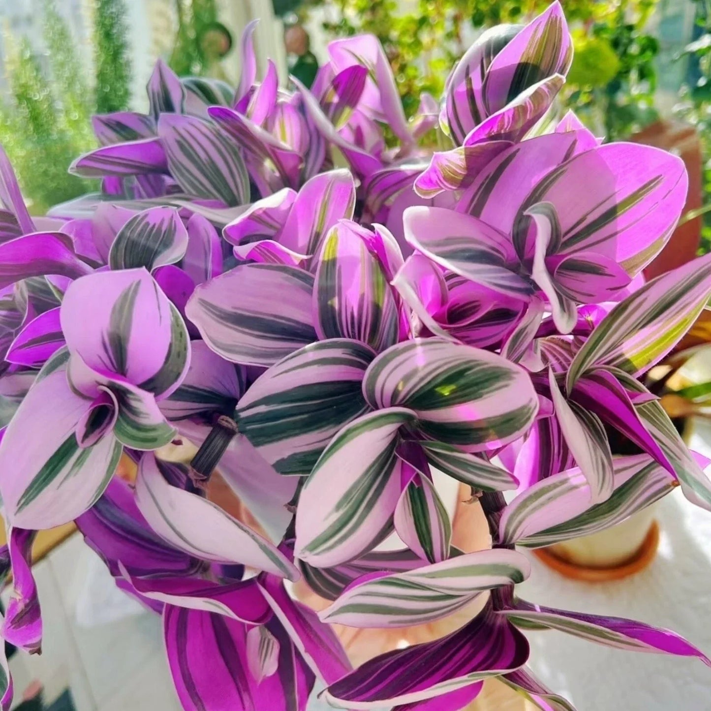 Unrooted Tradescantia Nanouk Cuttings – Pink Wandering Jew, 3”-4” Propagation Plant, Vibrant Foliage, Indoor Houseplant