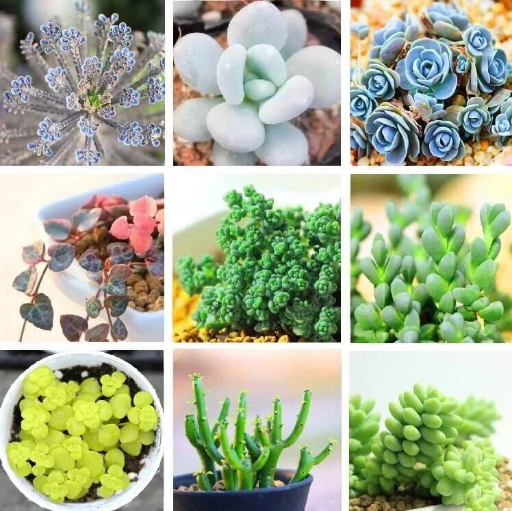 Rare Succulent Seeds Pack - 24 Varieties, Lithops Seeds, 100pcs, Indoor & Outdoor Gardening, Easy to Grow, Unique Succulents Seed Packet