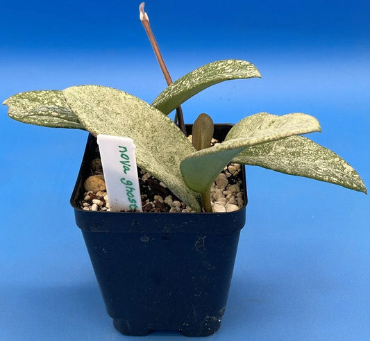 Hoya Carnosa 'Nova Ghost' Indoor Plant 3.5 Inch Pot, Variegated Wax Plant, Fully Rooted Houseplant, Succulent