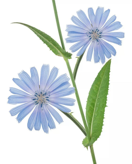 Organic Chicory Seeds - Perennial Blue Dandelion Herb for Coffee Substitutes - Cichorium intybus, Non-GMO, 50+ Seeds