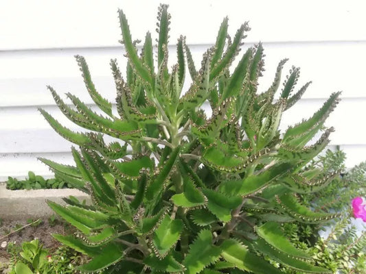 Kalanchoe daigremontiana Starter Plants – Mother of Thousands, Succulent, Drought-Tolerant, Indoor & Outdoor