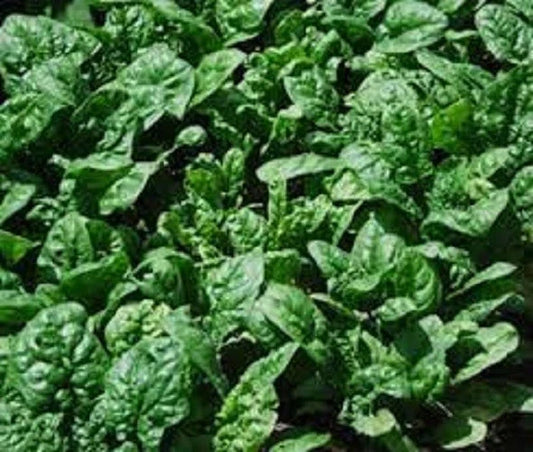 Organic Heirloom Giant Noble Spinach Seeds - Sweet Flavor, Non-GMO, Spinacia oleracea, Tall Upright Growth