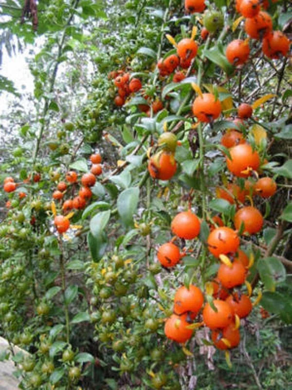 Exotic Fruit Cactus Plant 4" Pot Pereskia aculeata Gold Vine Climber Edible Fruits Variegated Leaves Succulent