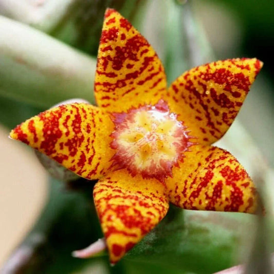 Orbea Schweinfurthii Succulent in 3.5" Pot - Orange Carrion Flower - Unique Indoor Plant, Drought Tolerant, Well-Rooted Succulent