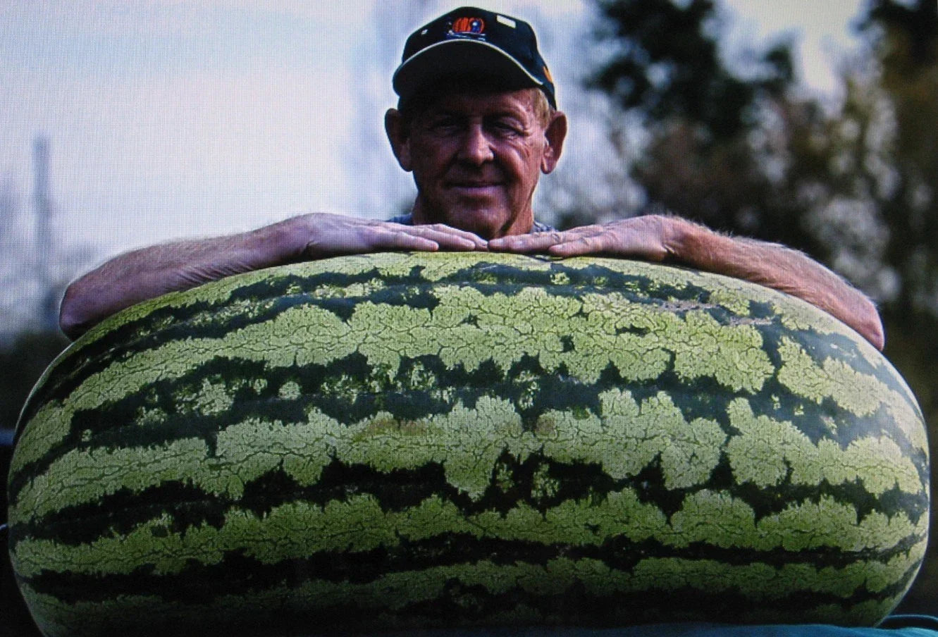 Bulk Watermelon Seeds - 400 Seeds, Competition Hybrid, Citrullus lanatus, Large Sweet Fruit, Disease-Resistant, Vining, Full Sun