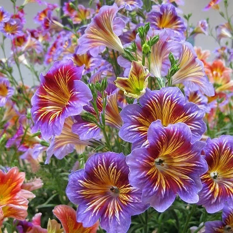 Chilean Morning Glory Seeds 100pcs Mixed Color Ipomoea lobata Climbing Vine Garden Flowers