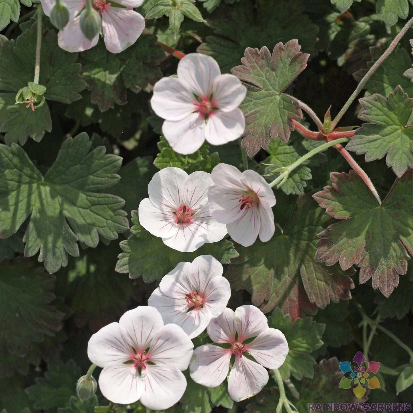 Coombland White Geranium Seeds - 25+ Pack Pelargonium × hortorum for Garden & Container Planting
