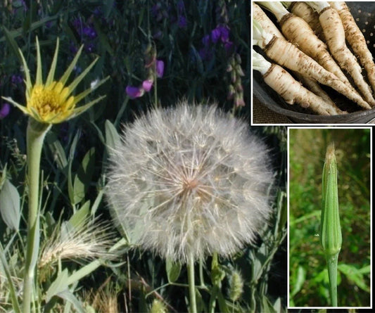 Mammoth Sandwich Island Salsify Seeds – 50+ Non-GMO Heirloom Tragopogon porrifolius for White Oyster Roots, Vegetable Gardening
