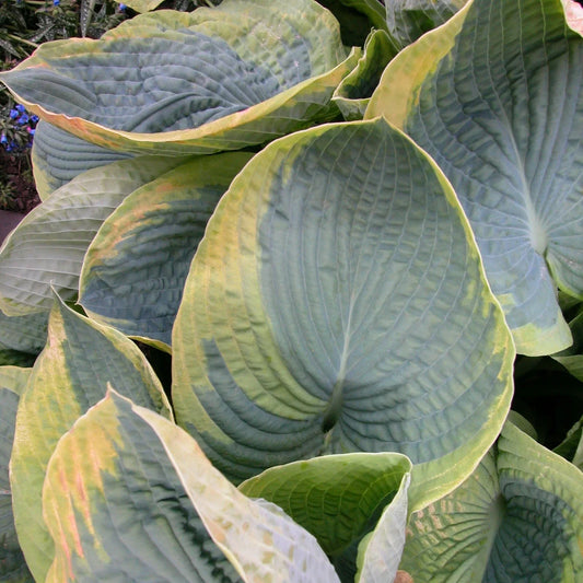Hosta Frances Williams Perennial Plant in 5.25" Pot, Blue Green Foliage, Shade Tolerant, Hosta sieboldiana