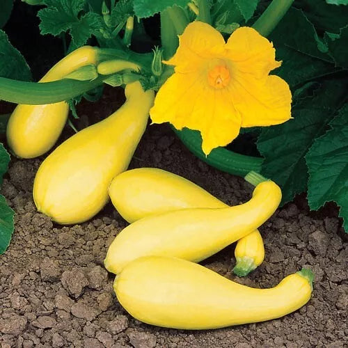Summer Yellow Squash Seeds – 10 Cucurbita pepo Vegetable Seeds for Home Garden & Container Gardening