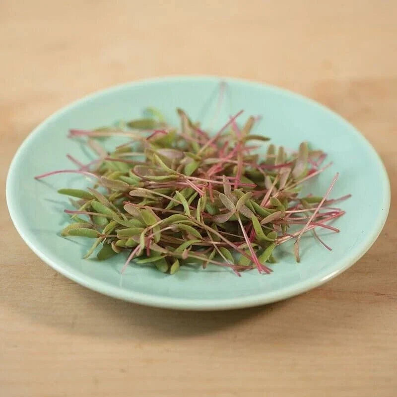 Red Purslane Seeds, Non-GMO Packet, Mild Flavor, Portulaca Oleracea, Fast Shipping with Tracking