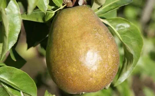 Beurre d'Anjou Pear Seeds – Pack of 25+ Pyrus communis Fruit Tree Seeds for Garden Planting, Juicy Pears, Easy to Grow, USA Free Shipping