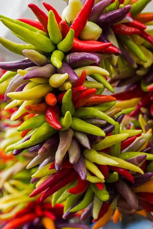 Cayenne Pepper Seeds - Heirloom Fiesta Blend - Organic Non-GMO - Hot Culinary Peppers - Capsicum annuum - 200+ Seeds