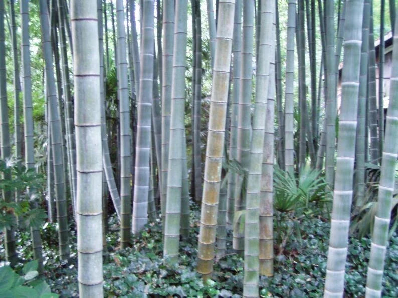 50 Rough Bamboo Seeds for Privacy, Clumping Shade Screen, Bambusa vulgaris, Landscaping & Garden Fencing, US Seller