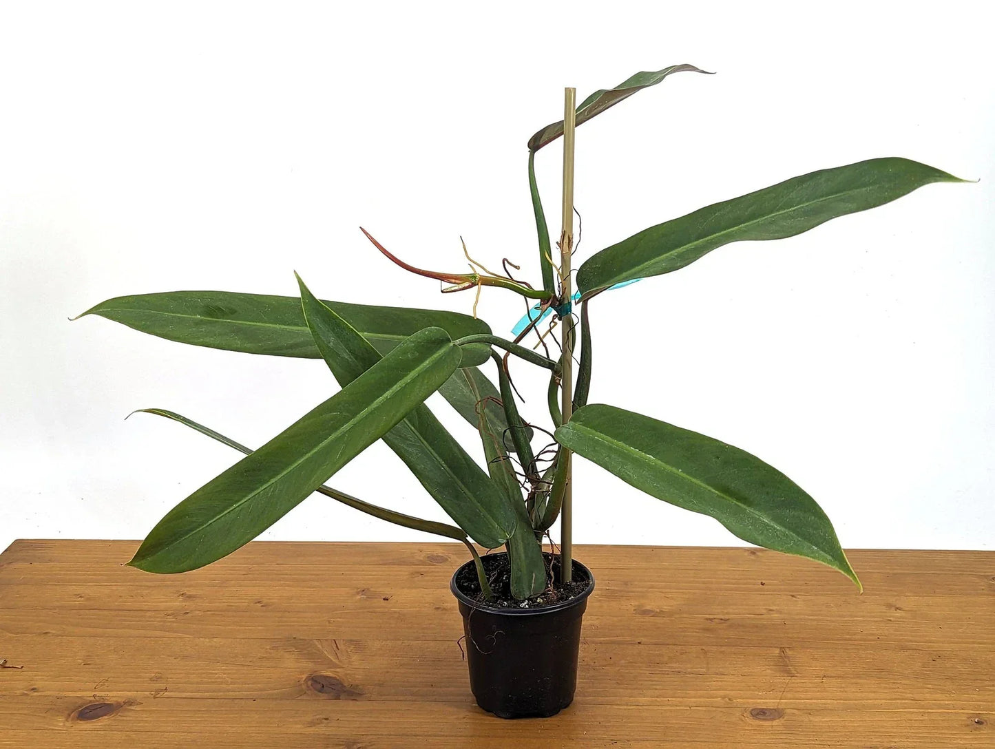 Philodendron Bicolor Plant - Large Rooted Indoor Houseplant in 4-Inch Pot with Green and Burgundy Foliage
