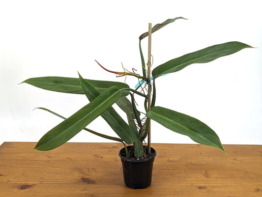Philodendron Bicolor Plant - Large Rooted Indoor Houseplant in 4-Inch Pot with Green and Burgundy Foliage