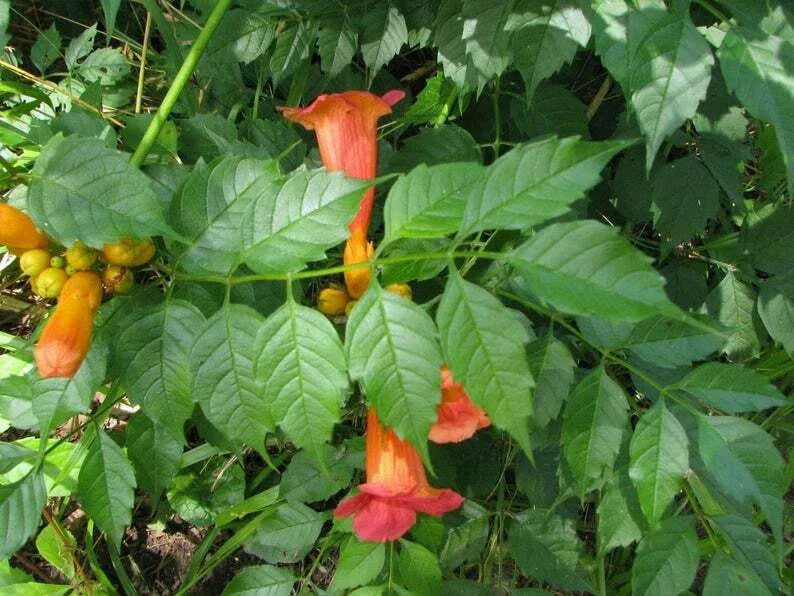 Orange Hummingbird Trumpet Creeper Plants - 3 Rooted Campsis radicans Vines for Garden Climbing, Pollinator Attracting Flowers