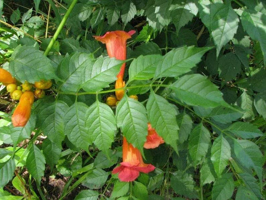 Orange Hummingbird Trumpet Creeper Plants - 3 Rooted Campsis radicans Vines for Garden Climbing, Pollinator Attracting Flowers