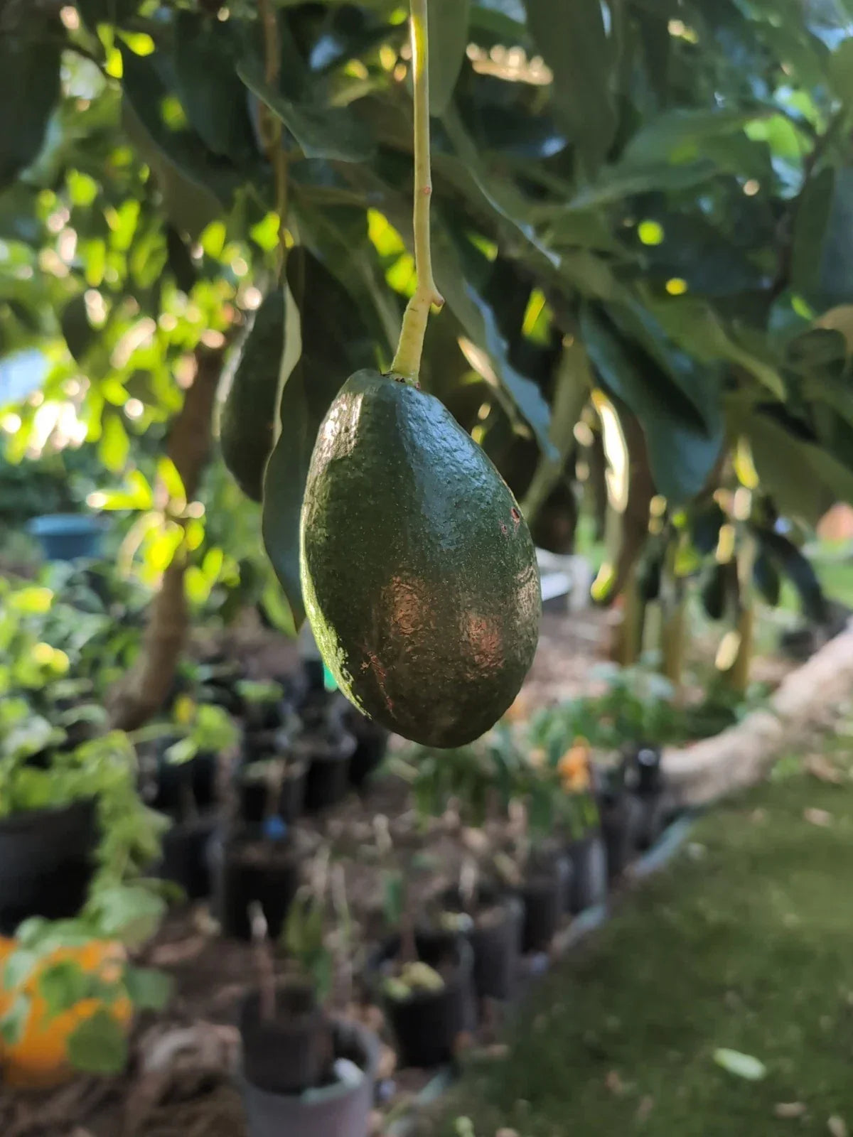 Bacon Avocado Scions - 3 Grafting Cuttings - Persea americana - Home Garden or Orchard Planting