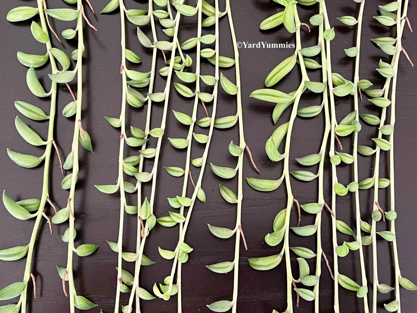 String of Bananas Succulent Cuttings, Unrooted Propagation, Senecio radicans, 6 Pieces, Trailing Houseplant, Indoor Garden