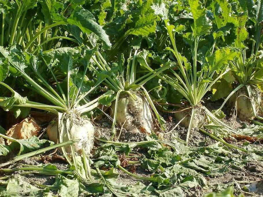 Sugar Beet Seeds - Heirloom Non-GMO Beta vulgaris for Bountiful Harvest, Full Sun, 100 Seeds Pack