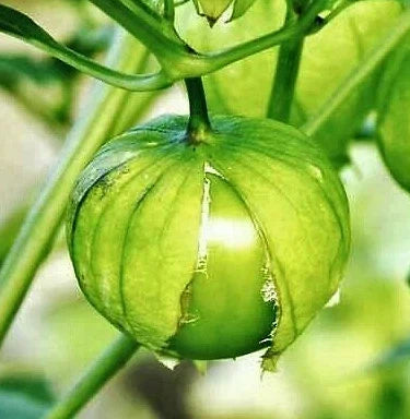 Tomatillo Seeds - Toma Verde Green Mexican Husk Tomato - Physalis philadelphica - 2025 Packet of Seeds