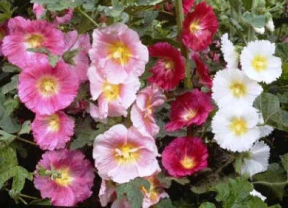 Hollyhock Seeds - Single Mix 25 Fresh Alcea rosea Flower Seeds for Borders, Cut Flowers & Cottage Gardens