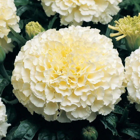 Moonlight Marigold Seeds | Large Double Flowers | Soft Yellow | Tagetes erecta | Heirloom Non-GMO Packet of 50