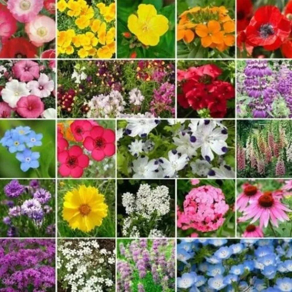 Wildflower Seed Mix, Heirloom Non-GMO, Partial Shade, Annual & Perennial Flowers for Gardens