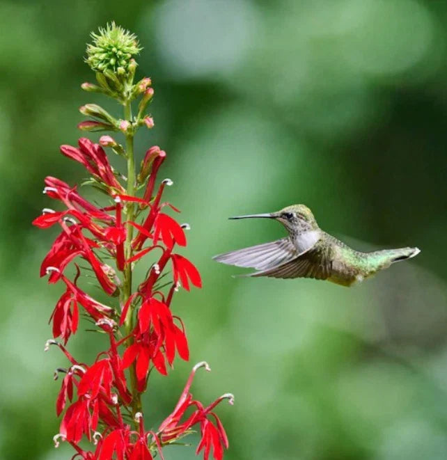 Cardinal Flower Seeds 1000 Non-GMO Lobelia cardinalis Perennial for Wet Areas, Hummingbird Attracting, Red Blooms