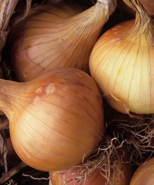 Kelsae Sweet Giant Onion Seeds - 500 Non-GMO Allium cepa Heirloom Bulb-Forming Garden Seeds