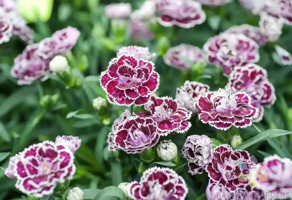 Coconut Punch Carnation Seeds - 200+ Pack Dianthus caryophyllus Perennial Garden Flower for Borders & Containers