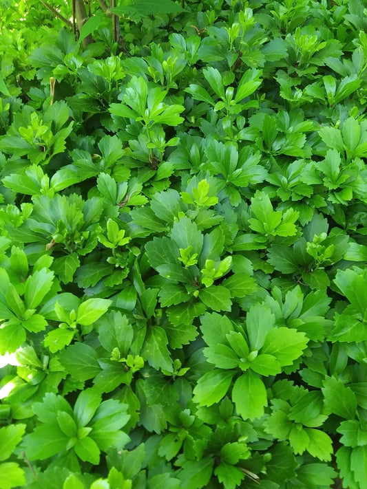 Pachysandra Terminalis Ground Cover Plants – 50+ Well-Rooted Green Plants for Shade Gardens and Landscaping