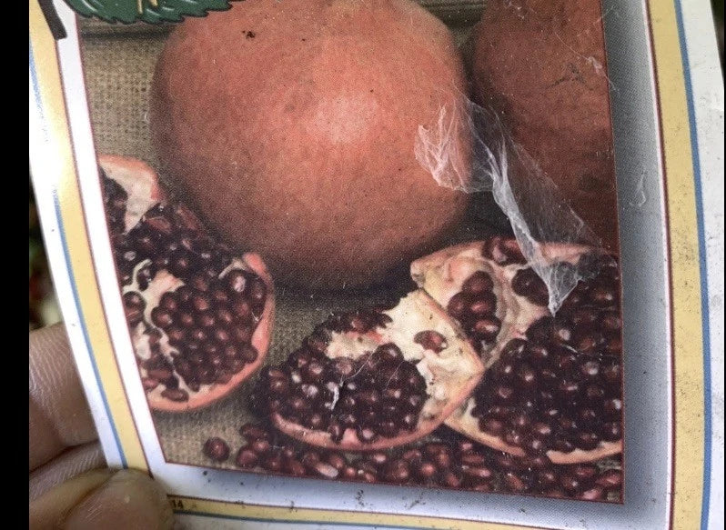 Pomegranate Cuttings – Kashmir Blend – 5 Healthy Plants – Punica granatum – Fruit-bearing Garden Plant Propagation
