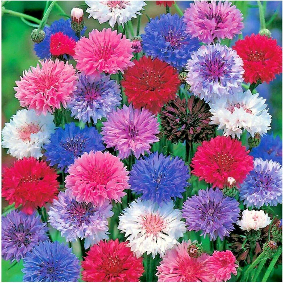 Dwarf Bachelor Button Seeds - Polka Dot Mix Flower Seeds for Containers & Gardens - Centaurea cyanus Annual Flowers