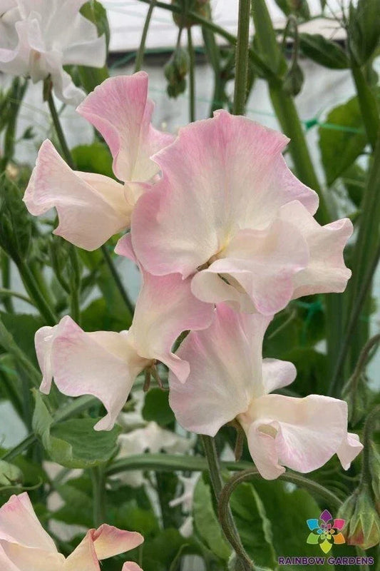 Mollie Rilstone Sweet Pea Seeds – Pack of 50 – Fragrant Pink & Purple Flowers – Lathyrus odoratus – Heirloom Garden Seeds
