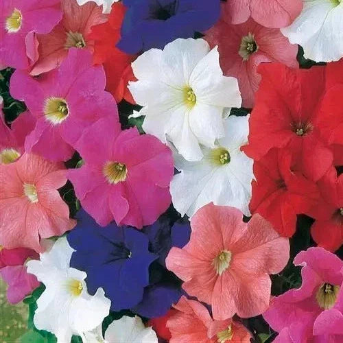 Petunia Seeds 25 Pelleted Dreams Mix - Vibrant Annual Flower Seeds for Garden Beds & Containers, Attract Pollinators