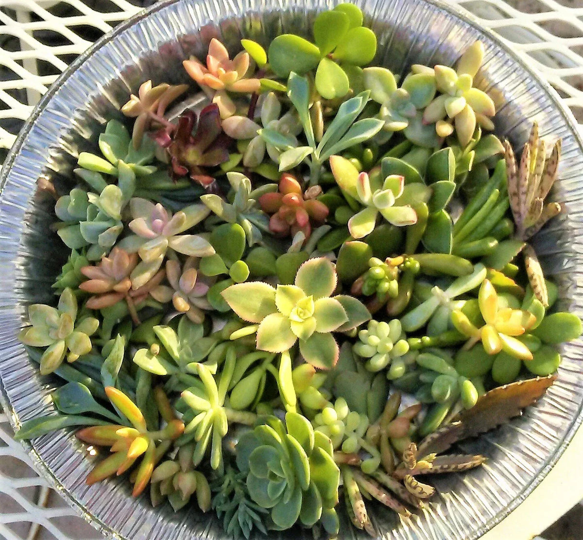 30 Succulent Cuttings Mini 1-2" Assorted Varieties for Fairy Gardens and Terrariums - Ideal for Crafts and Home Decor