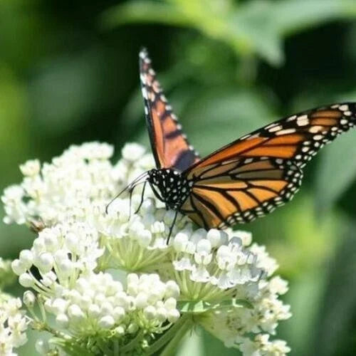 Milkweed Seeds - Swamp Mix Perennials for Monarch Butterflies - Non-GMO Asclepias incarnata - 75 Seeds for Wetland Gardens