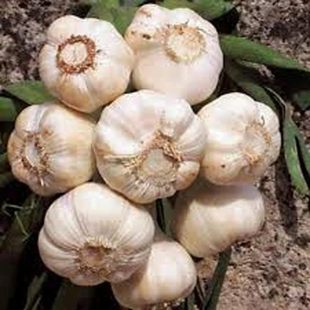 Fresh California Softneck Garlic Bulb 2lb Allium sativum for Planting & Growing | Home Garden, Organic, Easy to Grow