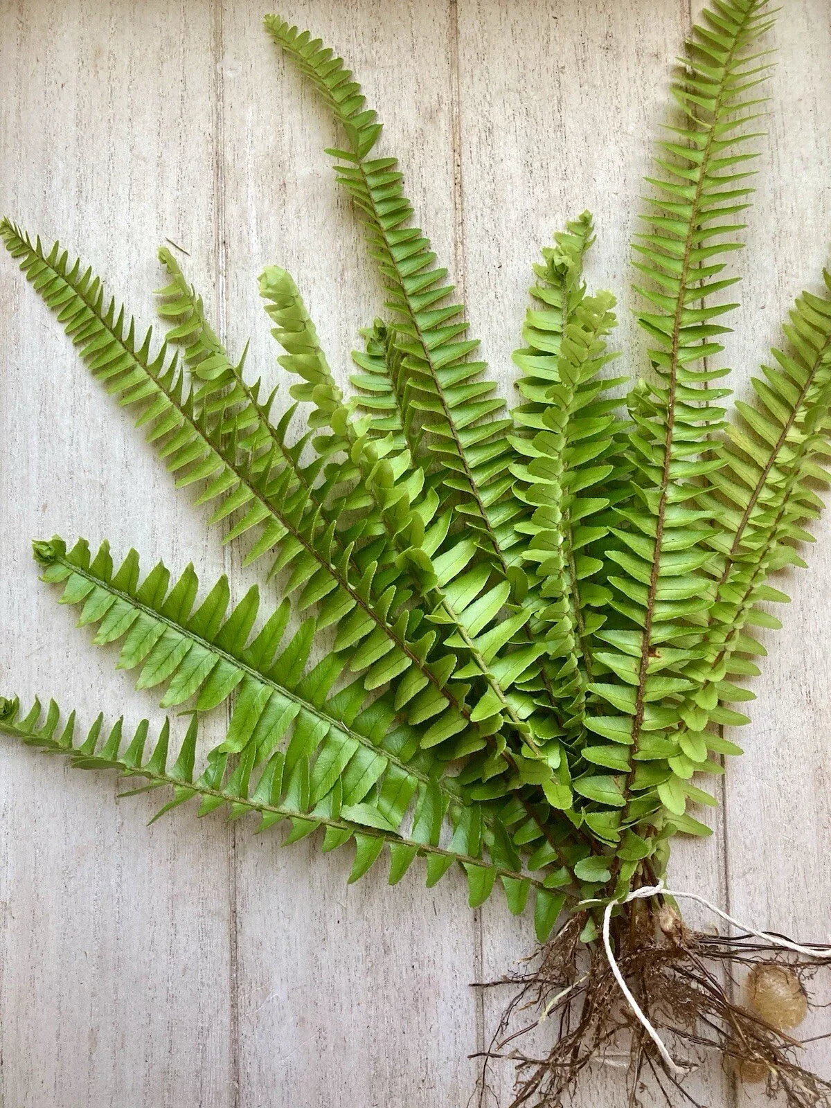 Rooted Ferns 20 Pack – Lush Green Indoor Plants for Home Decor, Terrariums & Gardens – Vibrant Foliage, Elegant Greenery