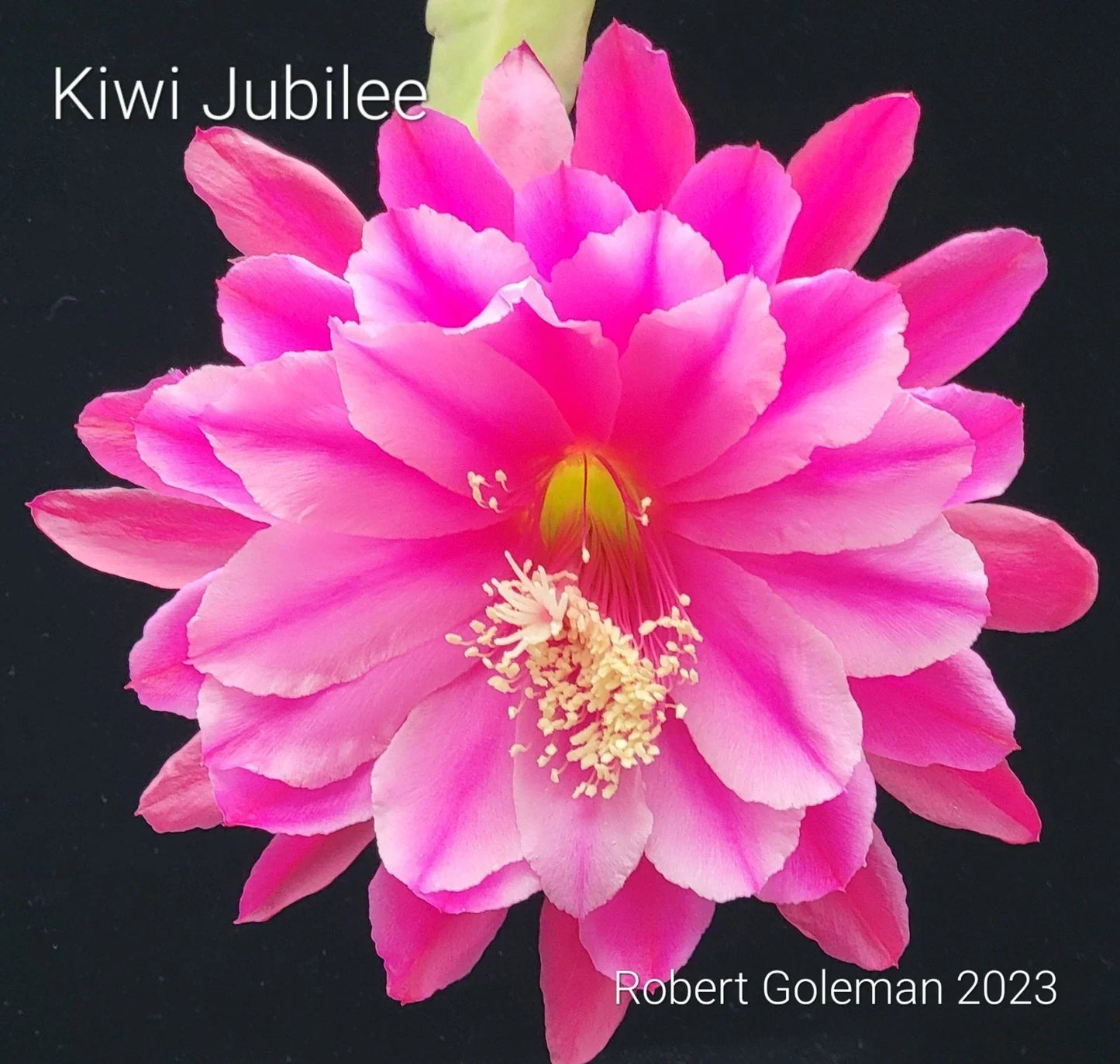 Unrooted Cutting Epiphyllum Kiwi Jubilee Orchid Cactus Tropical Houseplant Rare Flowering Succulent