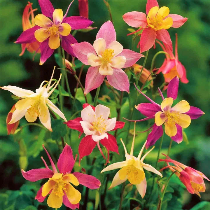 Columbine Seeds - McKana Giants Mix - AAS Winner - Aquilegia vulgaris - Perennial Flower Seeds for Garden, Borders & Cuttings