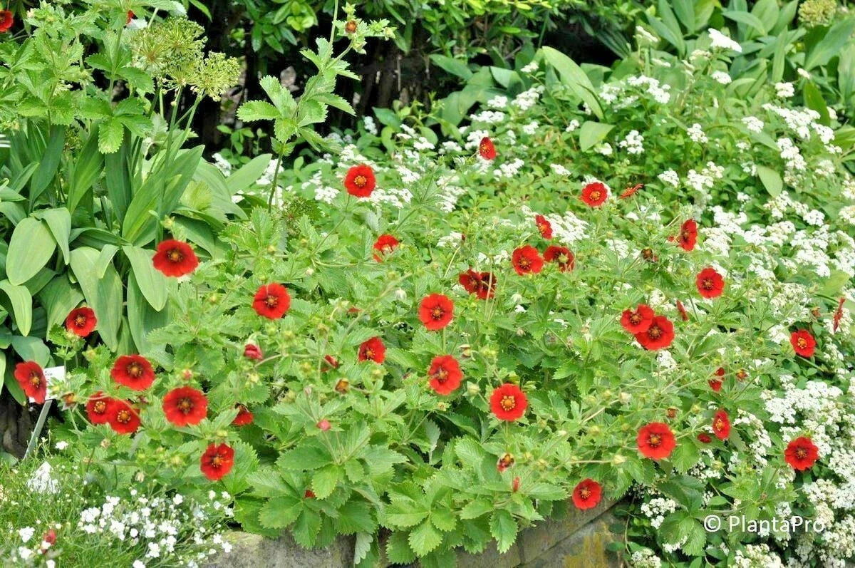 Scarlet Cinquefoil Seeds - Potentilla fruticosa Perennial Shrub - Native Compact Flowering Plant for Borders & Gardens