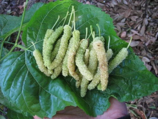 Organic White Mulberry Cuttings 10x for Rooting Grafting Morus alba Pakistan Variety