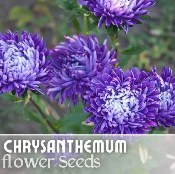 Chrysanthemum Seeds - Pack of 200+ Regal Relic Mum Flower Seeds - Annual Garden Planting - Chrysanthemum morifolium